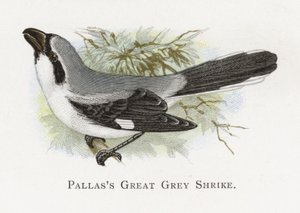 Pallass Great Grey Shrike 作者 亚历山大·弗朗西斯·莱登